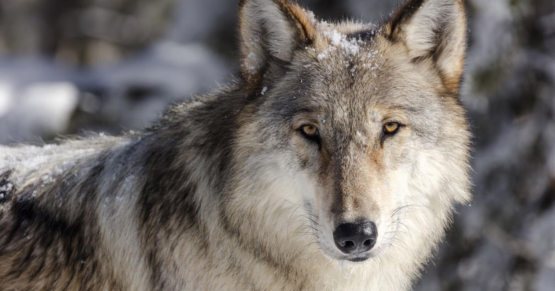 Groups go to court to get wolves relisted in Montana and Idaho - Vimarsana News
