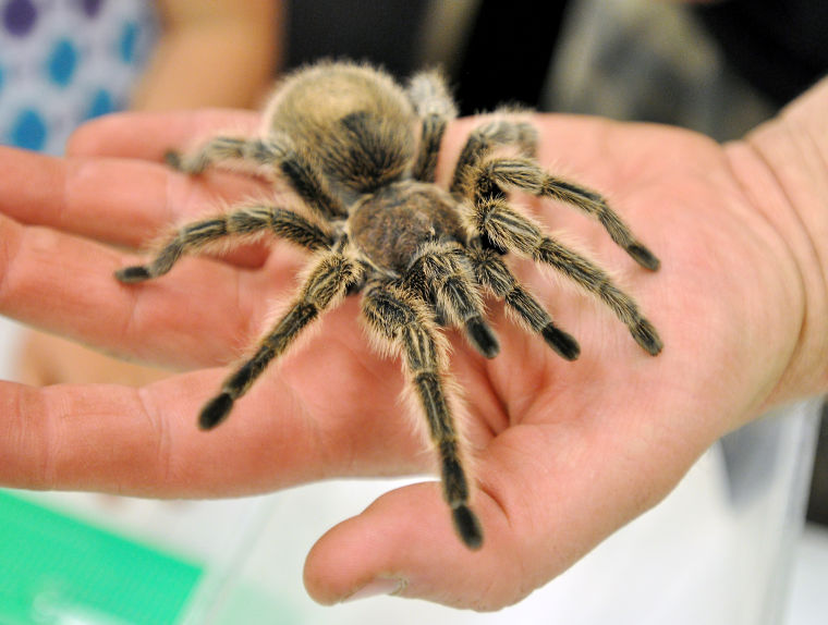 Repticon in Nampa Local News