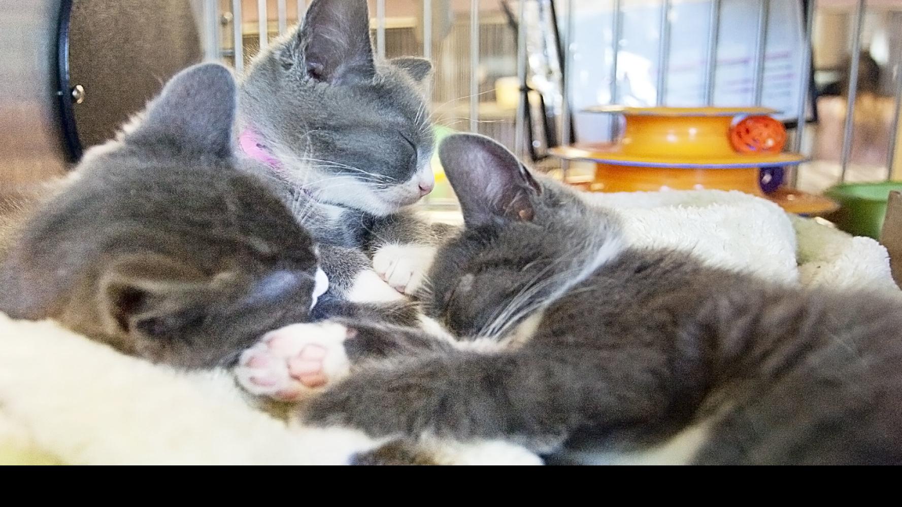 Idacats 2020 Idaho Cat Fanciers To Host Annual Cat Show March 21