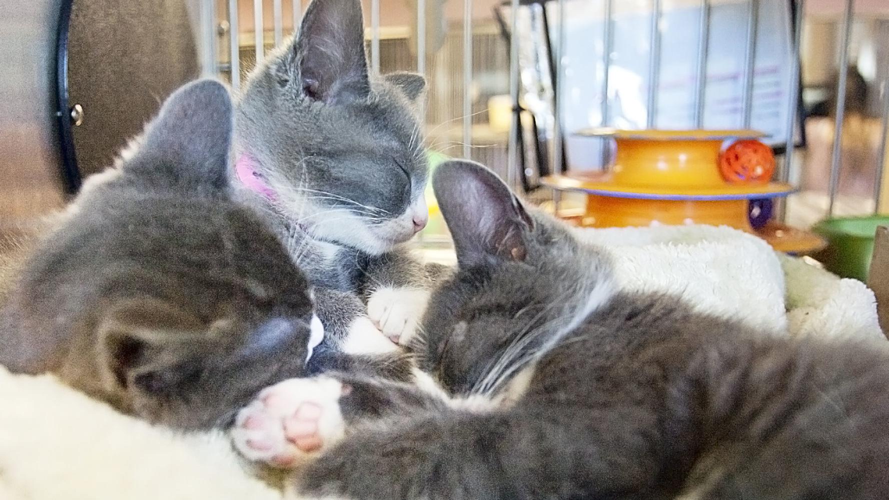 Idacats 2020 Idaho Cat Fanciers To Host Annual Cat Show March 21 22 Community News Idahopress Com Idacats 2020 Idaho Cat Fanciers To Host Annual Cat Show March 21 22 Community News Idahopress Com