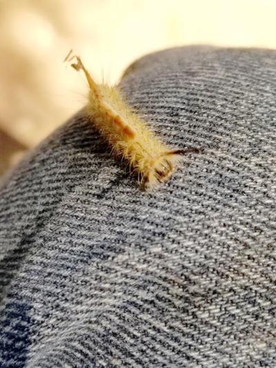 Sage Hen Caterpillars May Cause Skin Irritation Local News Idahopress Com