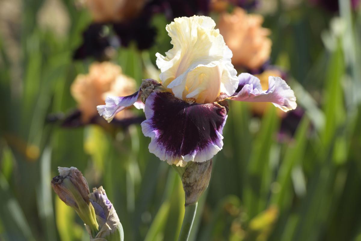 Iris Festival Porterville 2022