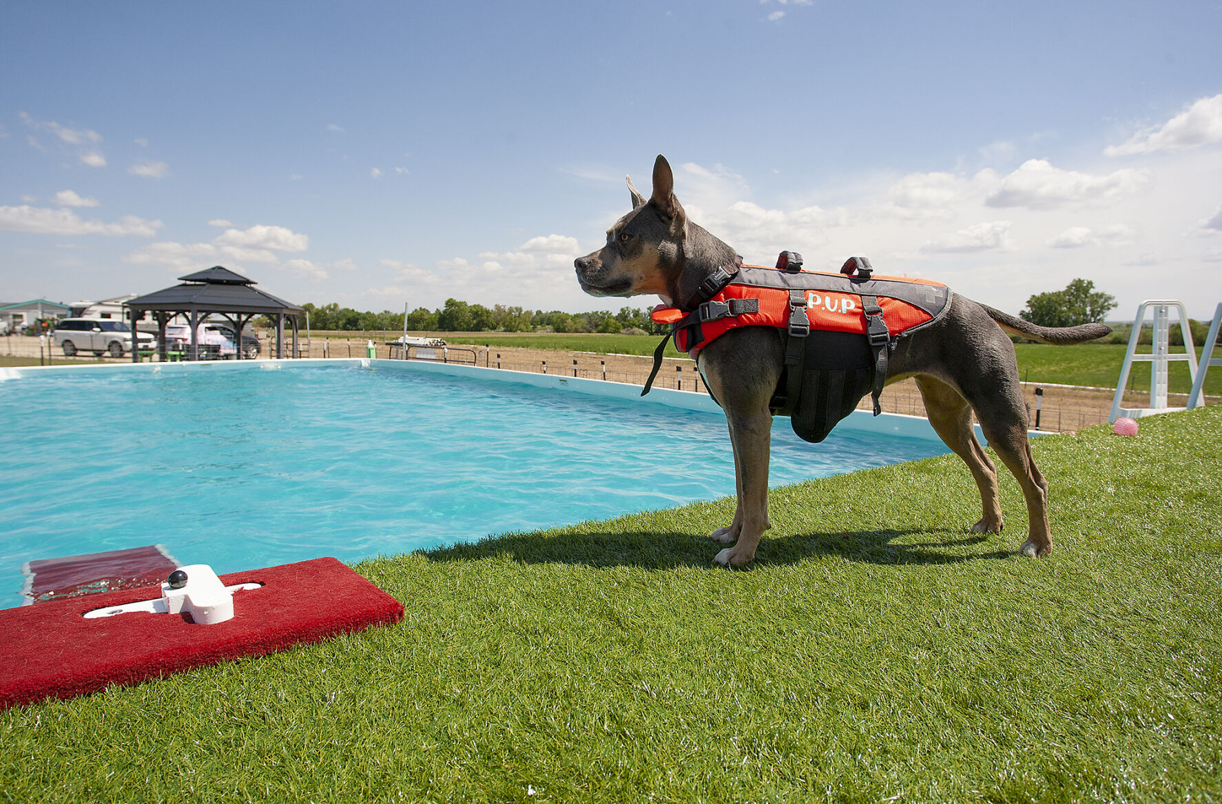 Dog pool best sale day near me