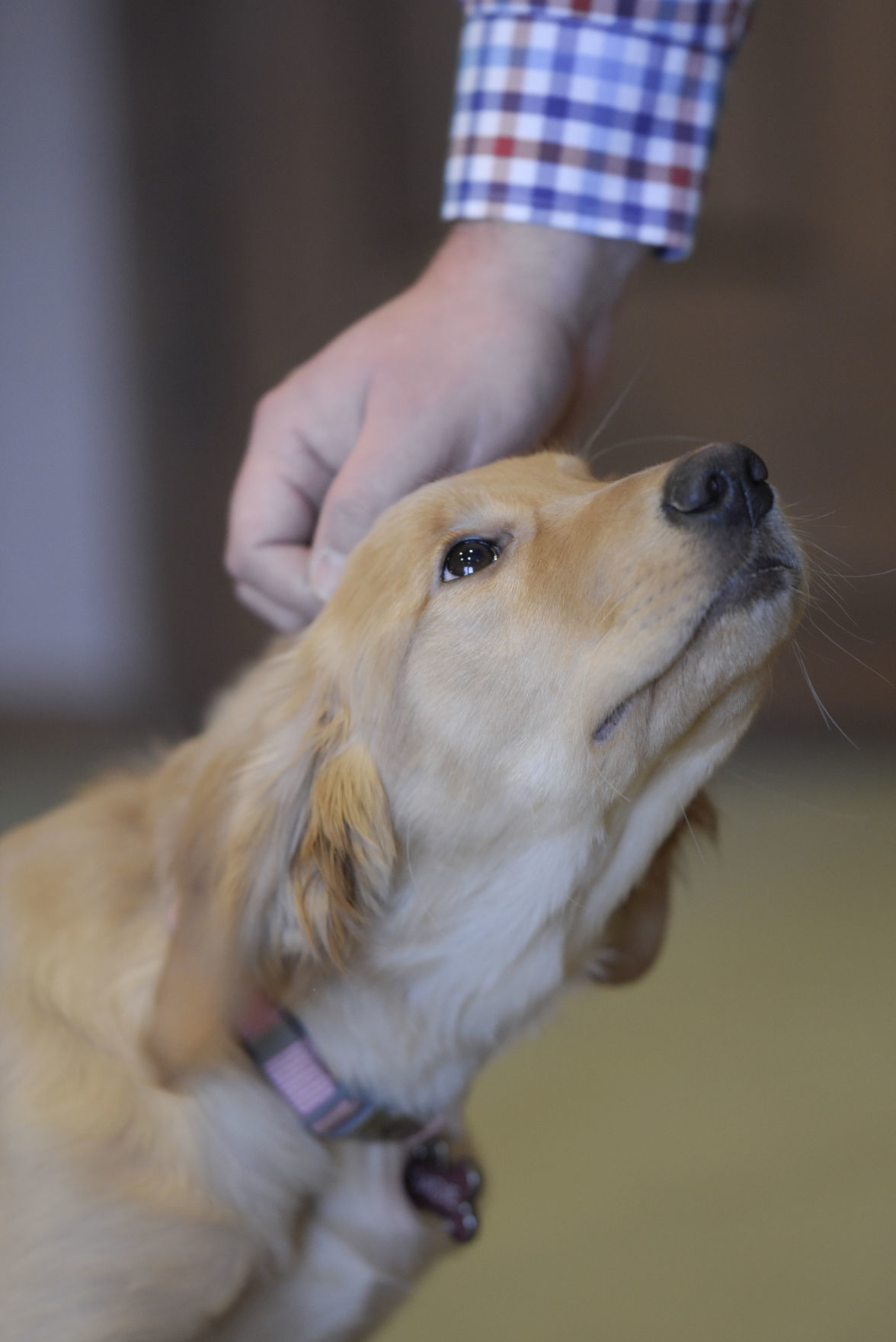 4monthold Sadie steps into role as comfort dog Local News