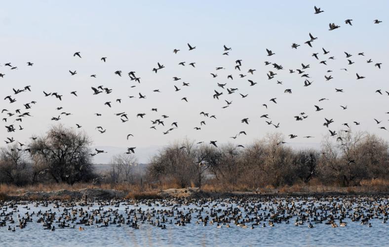 Veterans go duck hunting | Photos | idahopress.com