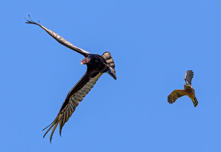 Cooper's hawk harassing turkey vulture by Ken Miracle.jpg