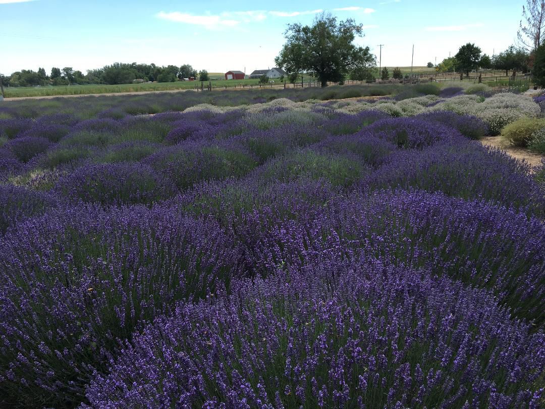 Lavender Festivals A Bloom Outdoors News Idahopress Com