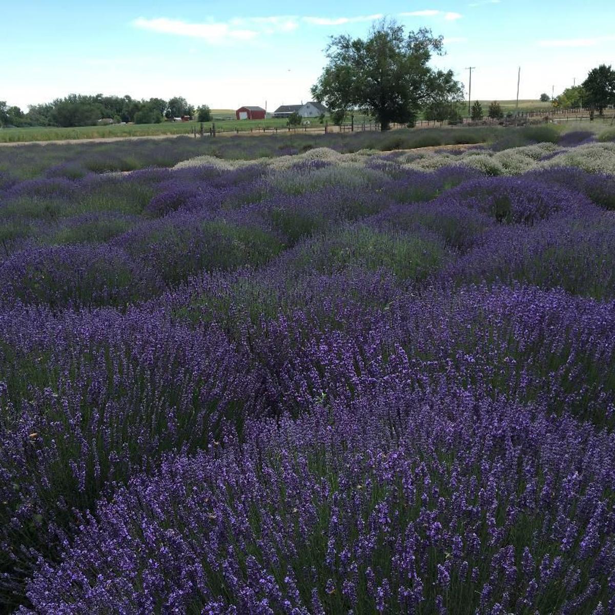 Lavender Festivals A Bloom Outdoors News Idahopress Com Lavender Festival Wisconsin 2022