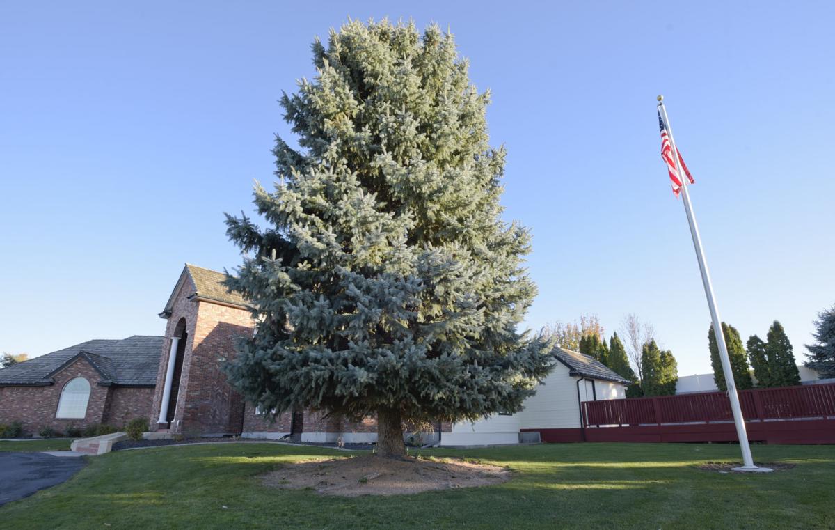 Nampa native donates blue spruce from front yard as Nampa's downtown