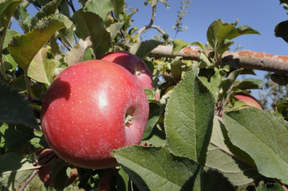 'A' is for Apple Orchard | Extra | idahopress.com
