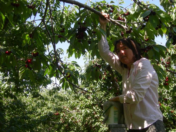 2016 picking cherries at Rancho Pinards Idaho PressTribune