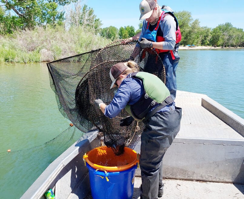 Survey of Lake Lowell indicates stable fishery with quality