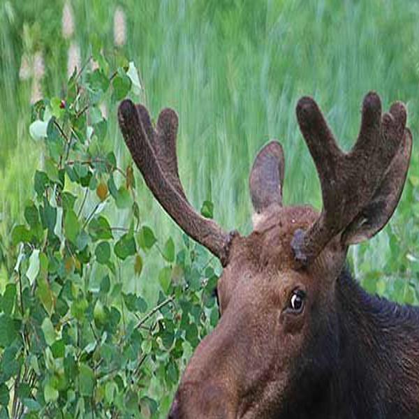 Hunters Controlled Hunt Application Period Opens April 1 No Foolin Community Idahopress Com