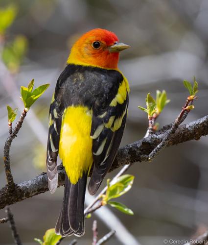 Bird talks at Foothills Learning Center | Outdoors News | idahopress.com