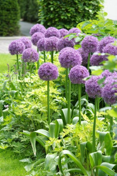 For A Diffe Bulb Try Planting Alliums Extra Idahopress Bulbs Alliums