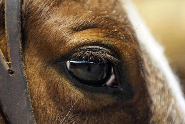 Idaho Cutting Horse Association Spring Show Photos