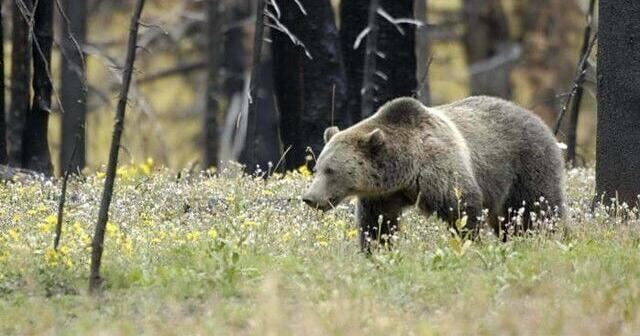 Grizzly bear proposal draws support, concern in Idaho