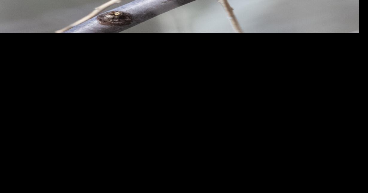 The Christmas Bird Count is coming up