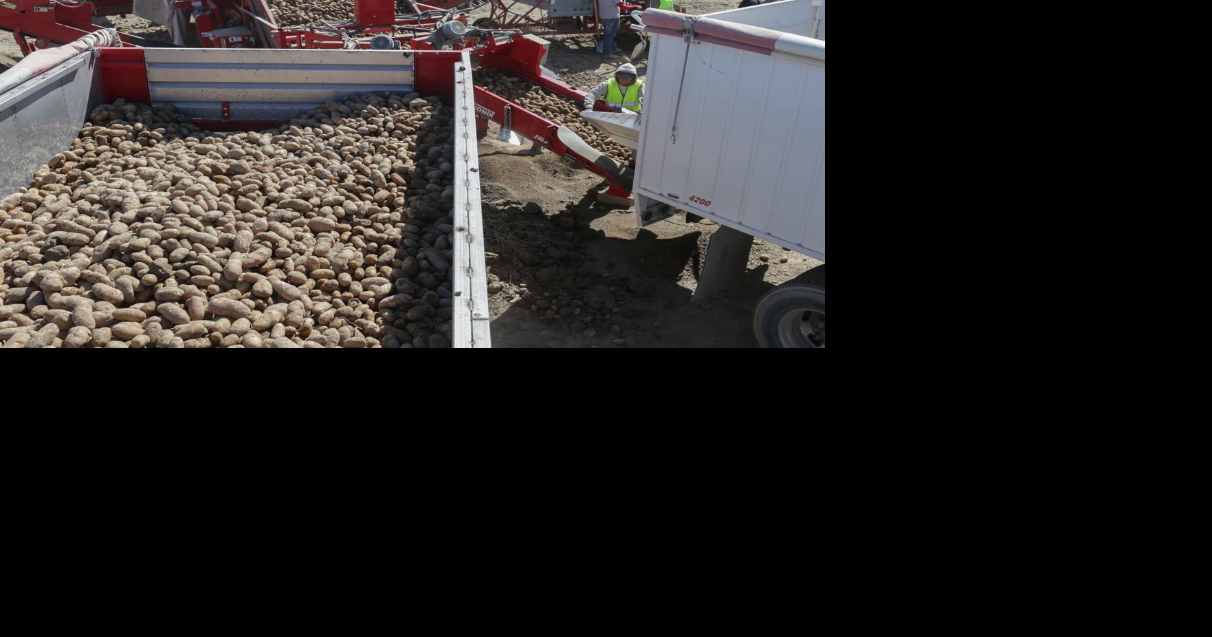 Potato exports decline due to tariffs | State news | idahopress.com