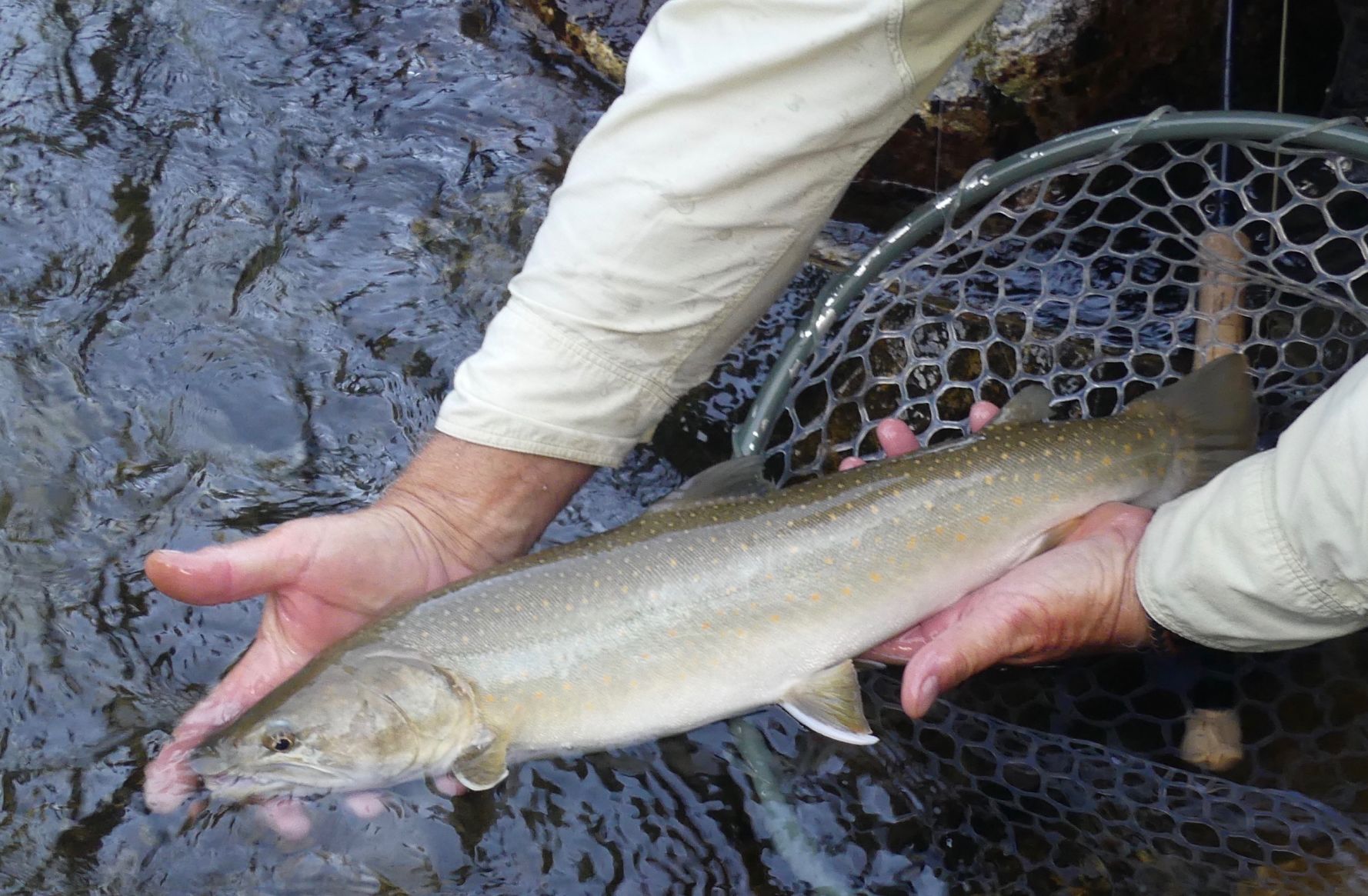 casting for trout