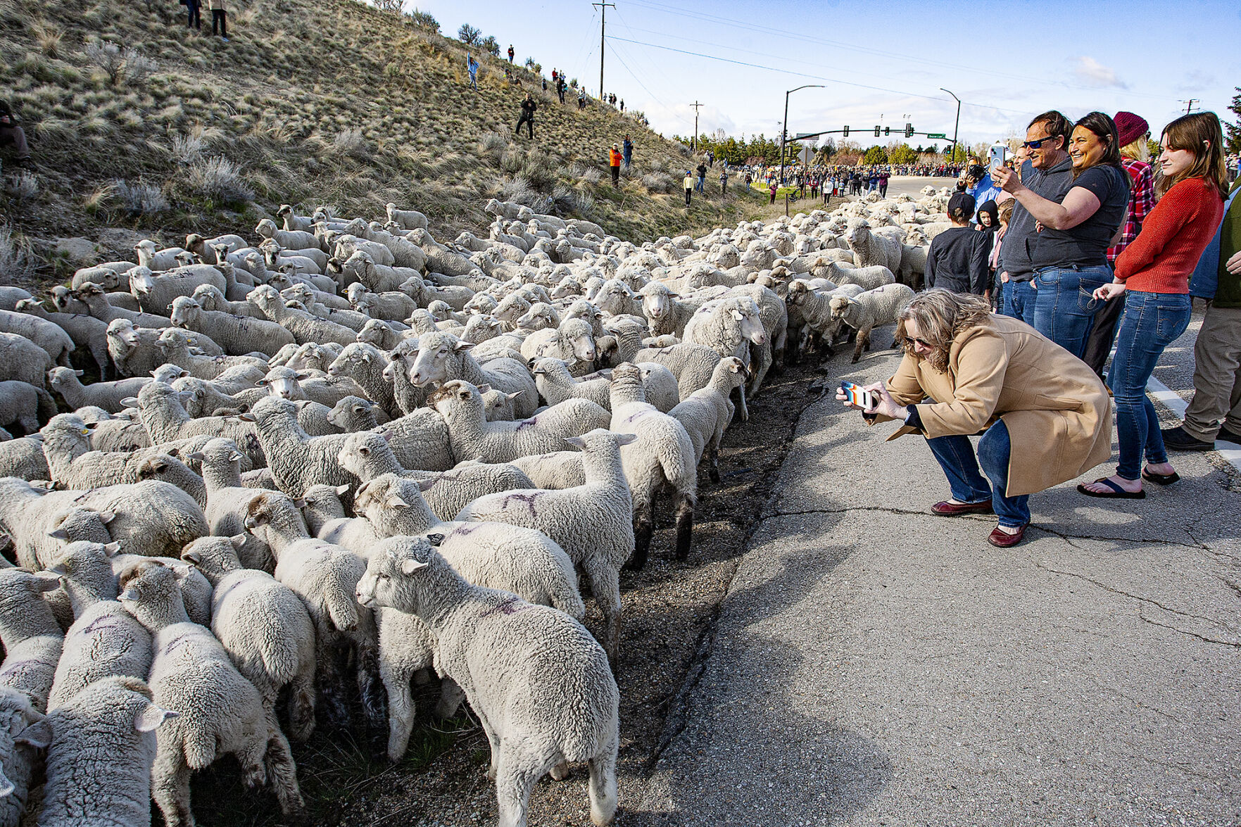 Hundreds gather to watch annual sheep crossing in Idaho | Local