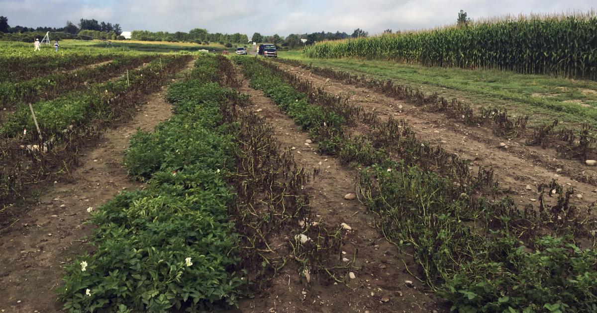 Simplot spends millions to expand in Canada | Local News | idahopress.com