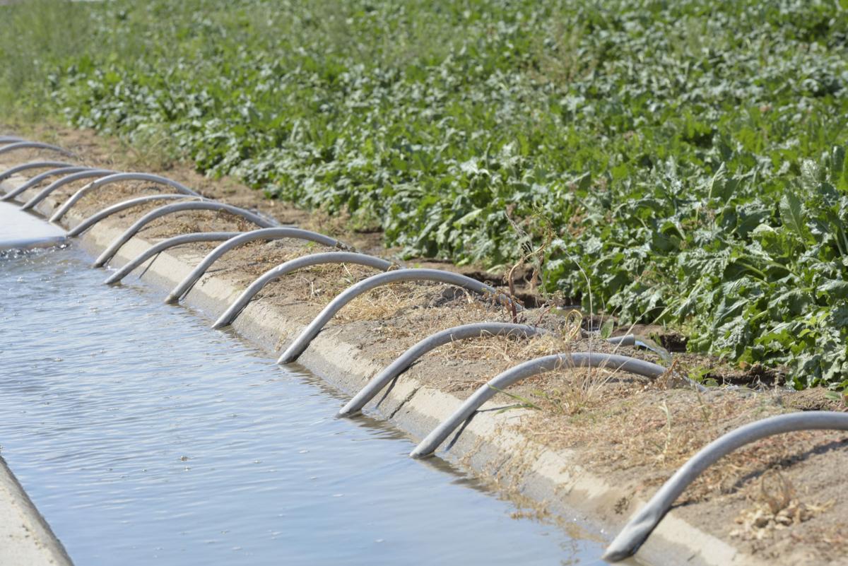 Heavy irrigation flows give Nampa farmer longer growing season, ample
