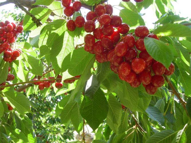 2016 picking cherries at Rancho Pinards Idaho PressTribune
