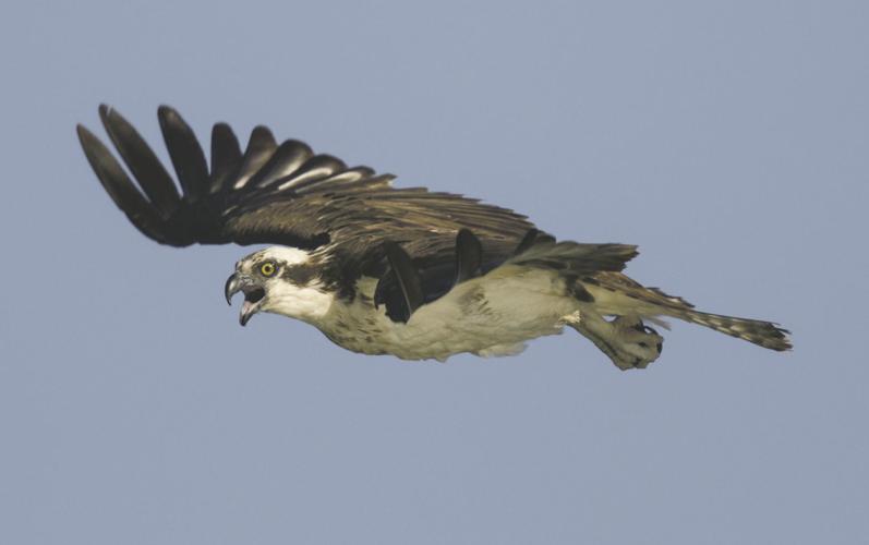Osprey nesting season nears; beware baling twine Farmandranch