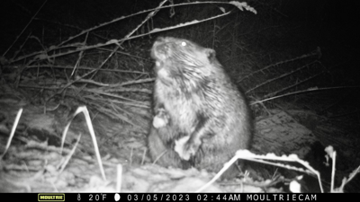 Zimowsky beaver cam