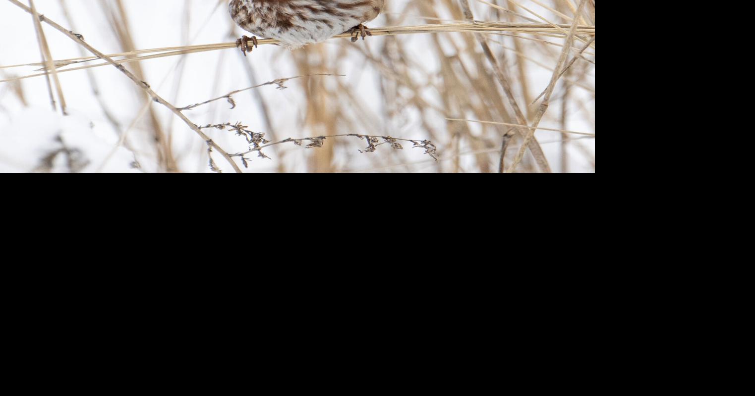 The nutrition in seeds