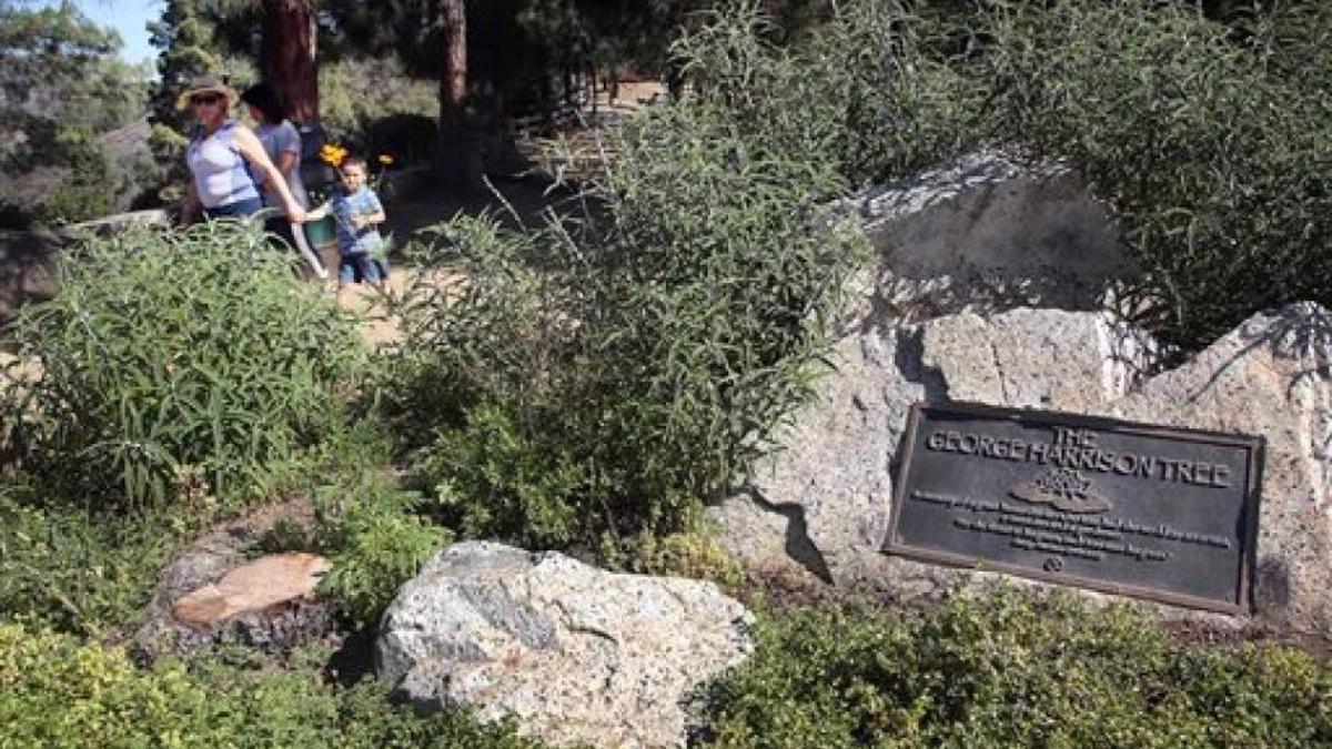 George Harrison Memorial Tree Killed By Beetles Complete News Coverage Idahopress Com