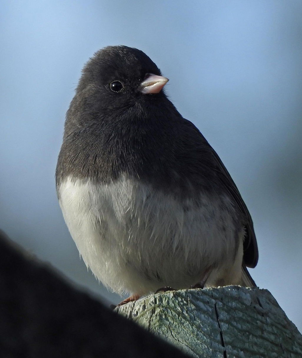 Just for the birds: Idaho’s Feeder Birds – Part I | Community ...