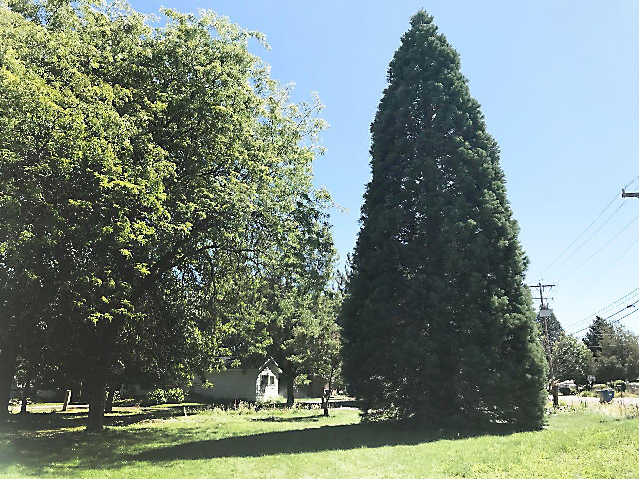 a cut above tree service boise