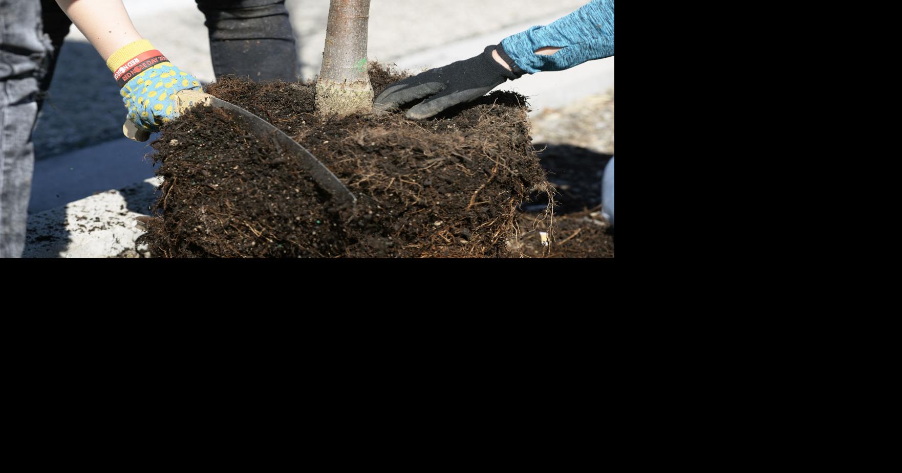 Trees Idaho to distribute 700 trees at Boise Farmers Market
