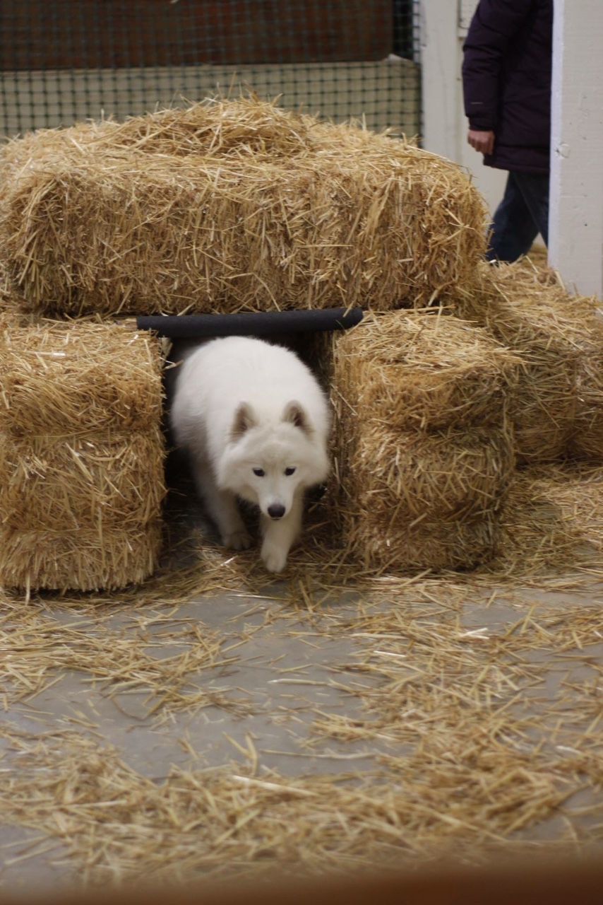 dog barn hunt near me