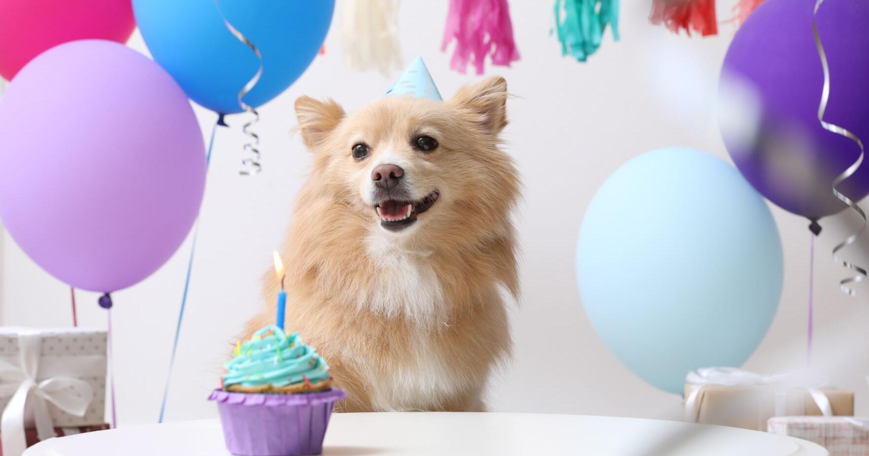 Give Your Fur Babies Extra Love with Homemade Treats - Vimarsana News