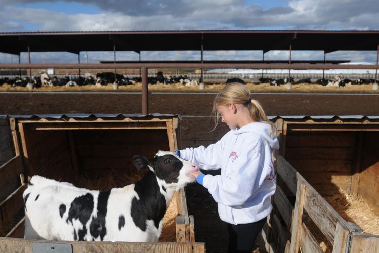 Liberty Ranch Dairy Farm | Idaho Press-Tribune Multimedia Gallery ...