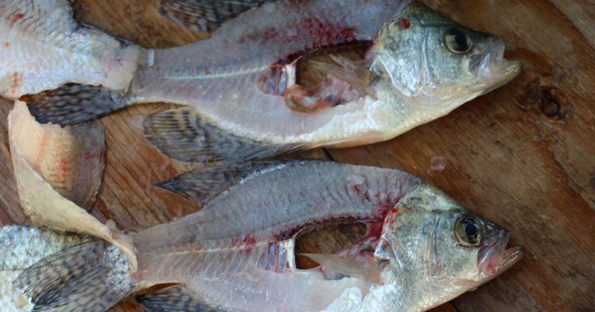 How to fillet a fish