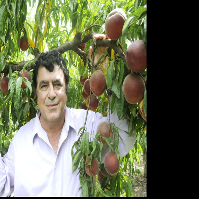 Popular pomologist: Fruit scientist expands reach as interest ...