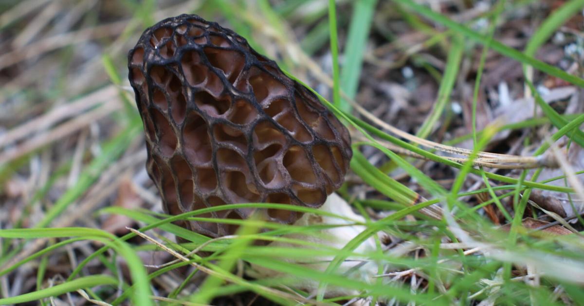 Claycomb: Morel mushrooms, aka manna from heaven