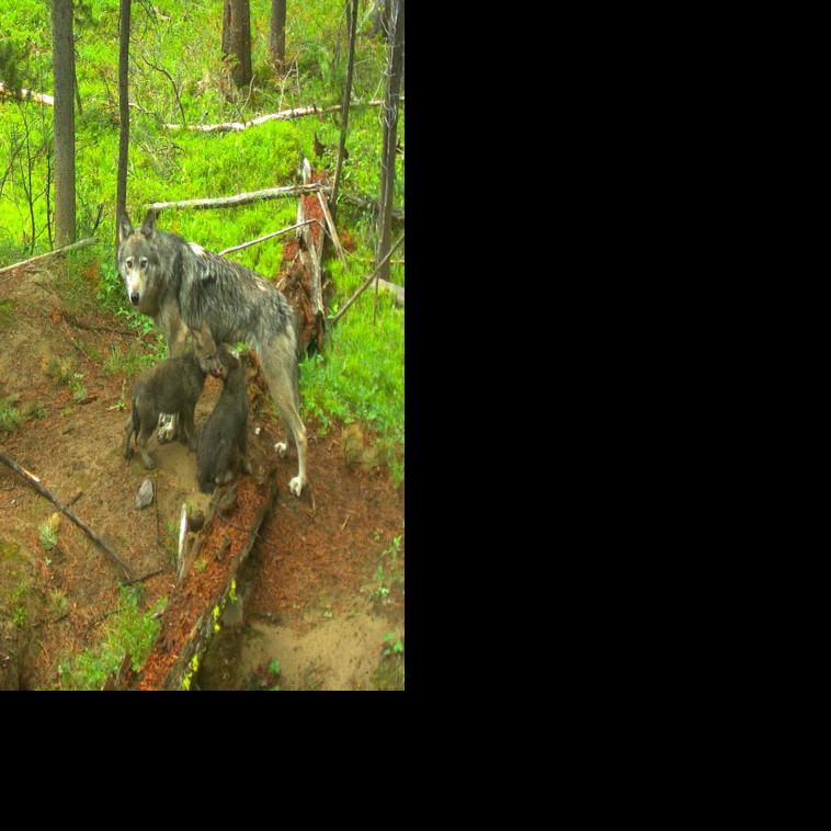 Idaho wolf killings up to 570 over past year Local News