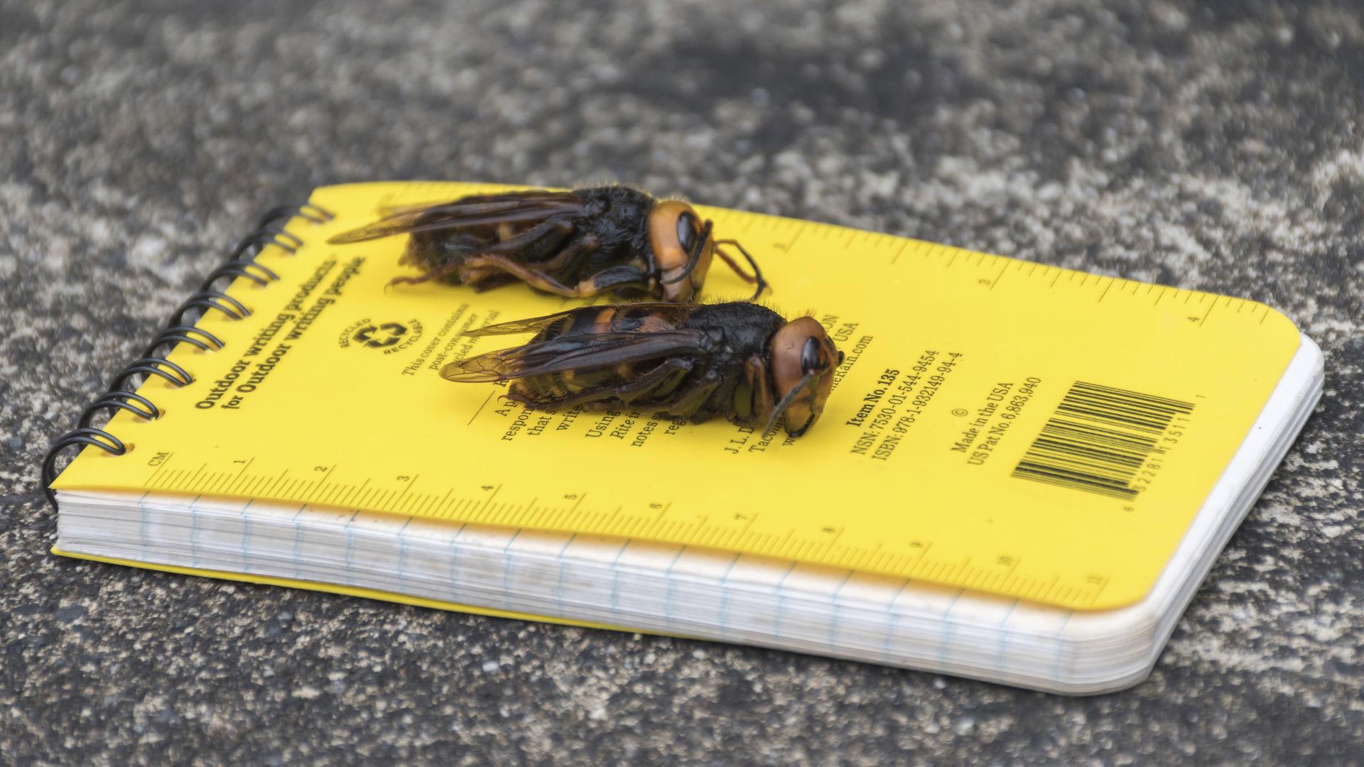 Idaho Department Of Agriculture Has No Reported Cases Of Giant Hornets Local News Idahopress Com