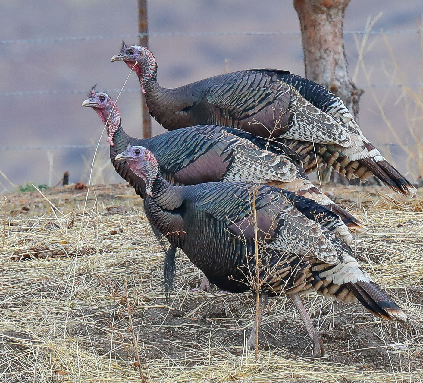 My life as a turkey | Outdoors News | idahopress.com