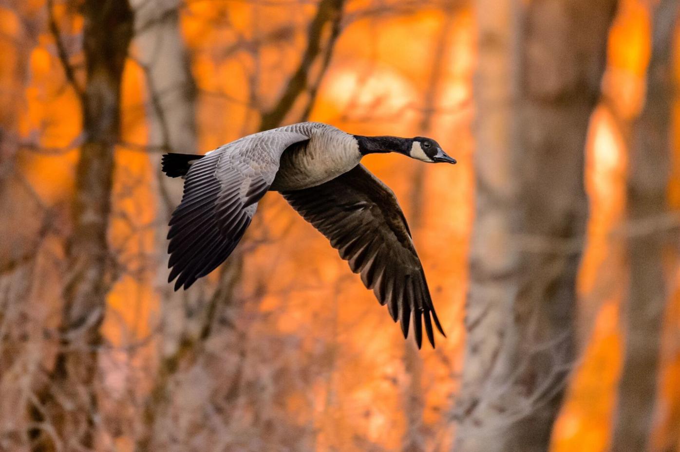 Canada goose by Ken Miracle (1).jpg