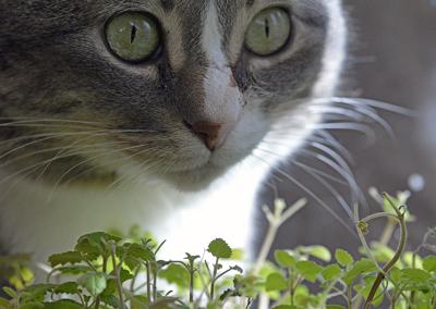 Pet Talk The Benefits Of Catnip Health Idahopress Com