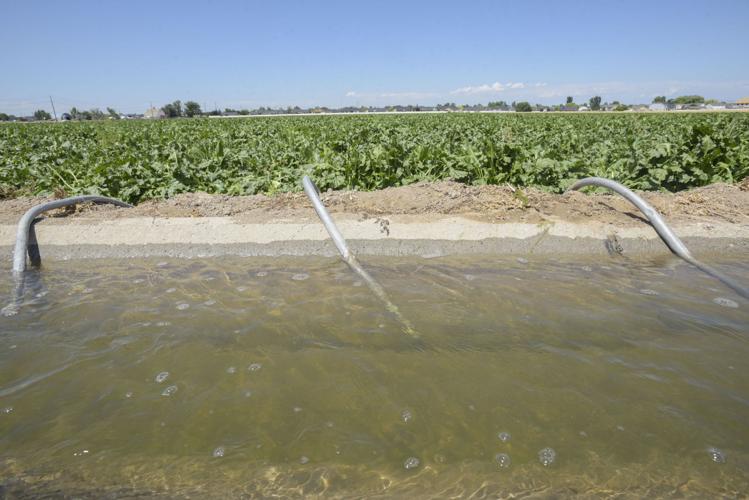 Heavy irrigation flows give Nampa farmer longer growing season, ample