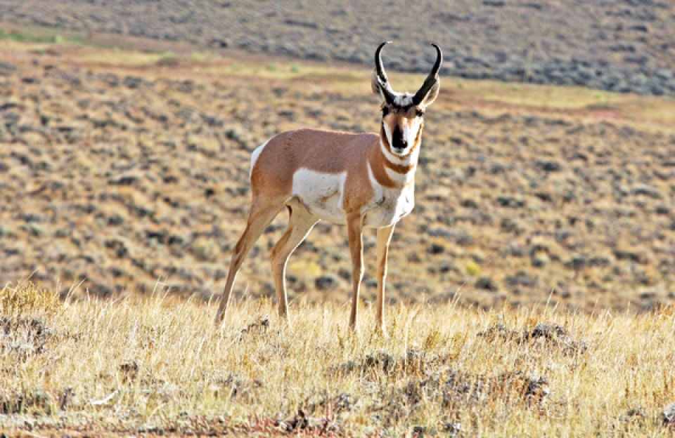 antelope deer