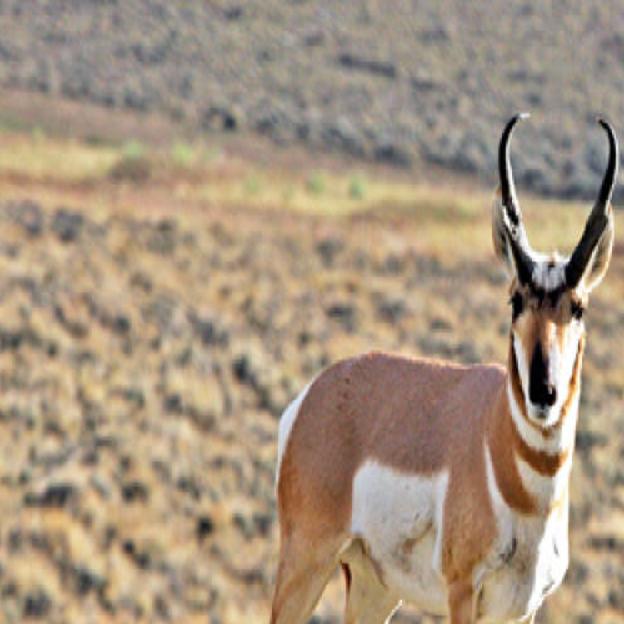 Pronghorn a unique part of Idaho | Members | idahopress.com