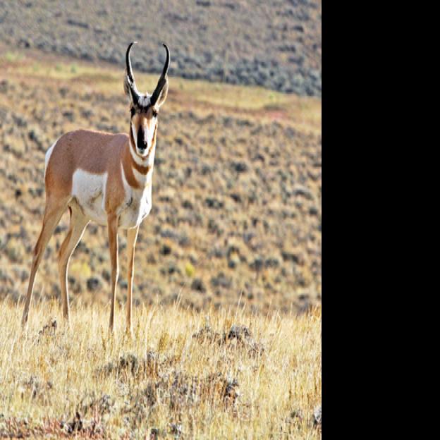 Pronghorn a unique part of Idaho Members